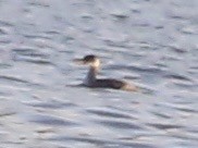 Пірникоза сірощока - ML646420448