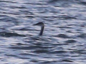 Пірникоза сірощока - ML646420449