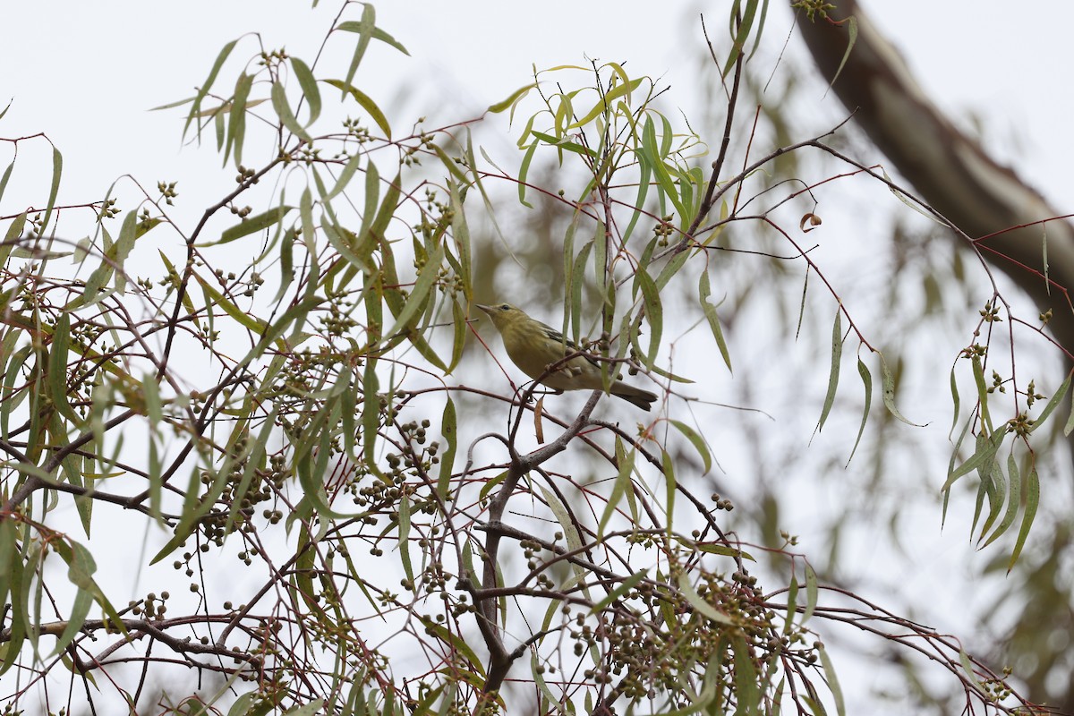 Blackpoll Warbler - ML646420450