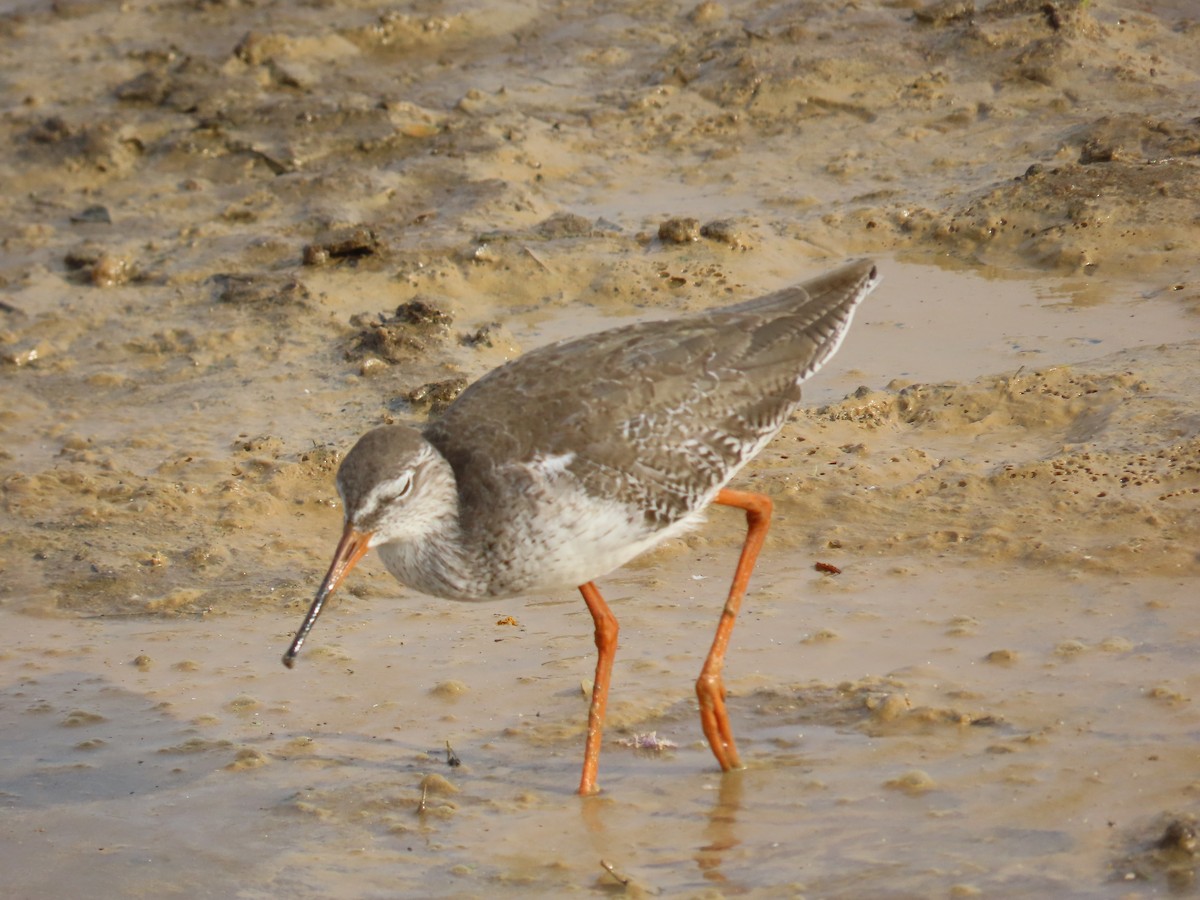 Archibebe Común - ML646420451