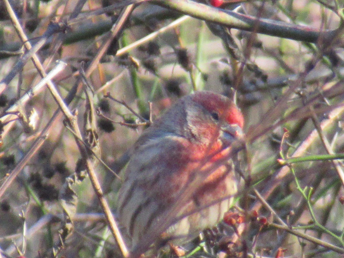 House Finch - ML646420452