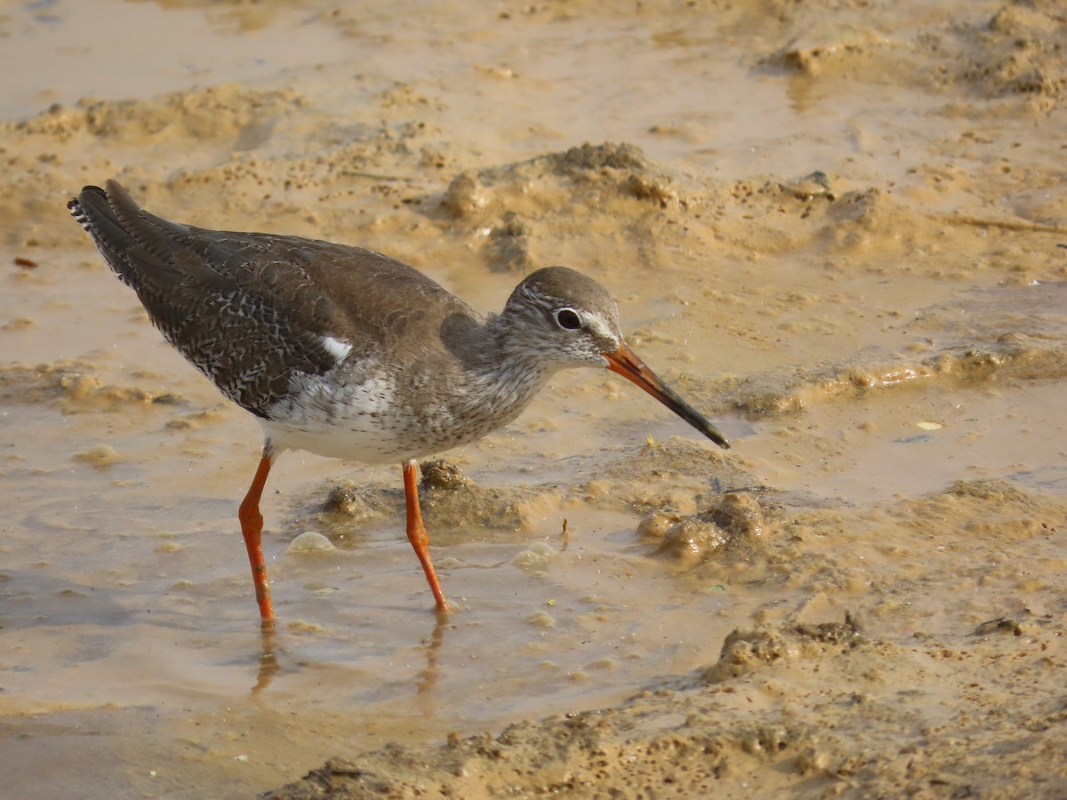 Archibebe Común - ML646420453