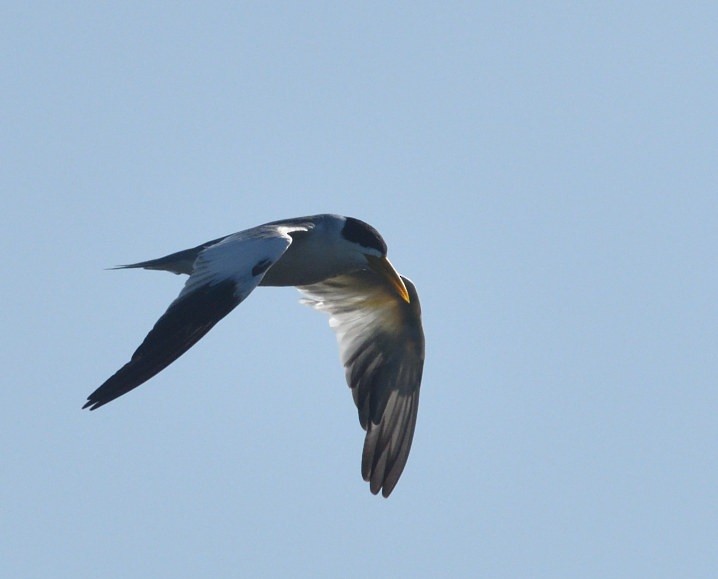 Charrán Picudo - ML646420454