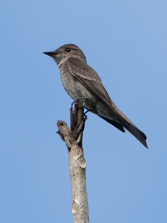 Pibí Occidental/Oriental - ML646420455