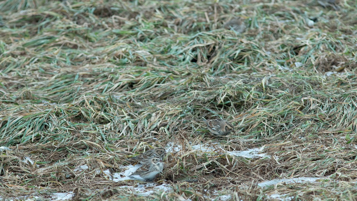 Lapland Longspur - ML646420456