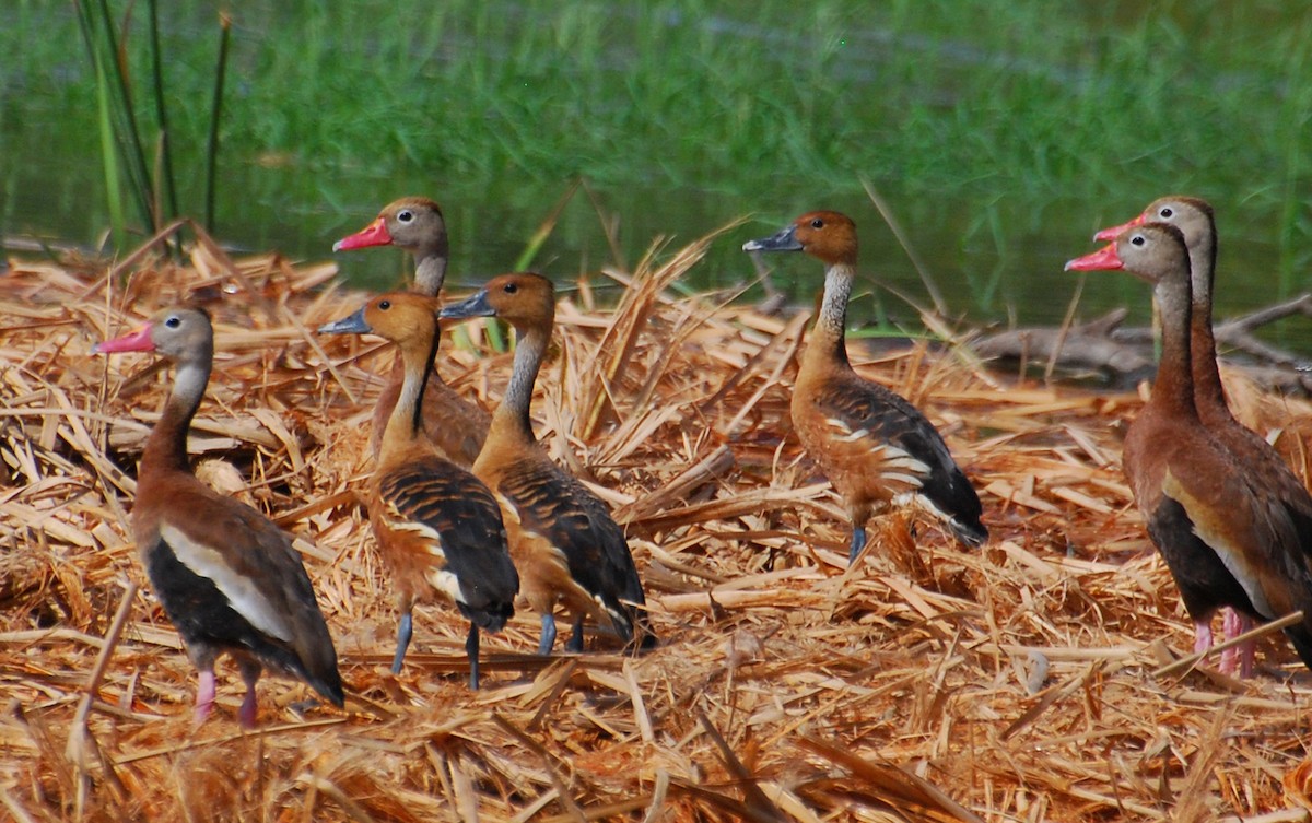 Suirirí Bicolor - ML646420457