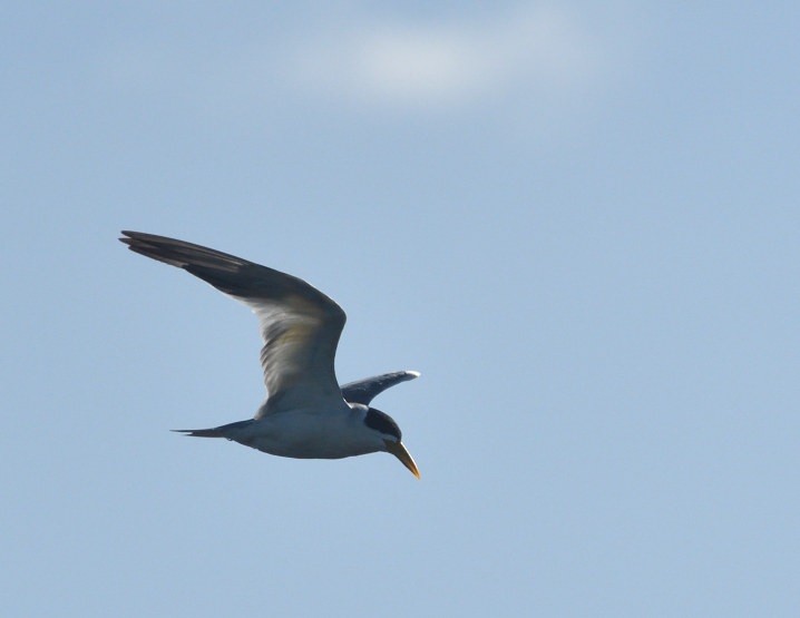 Charrán Picudo - ML646420459