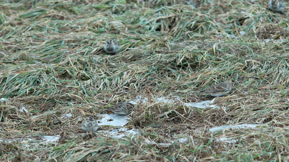 Lapland Longspur - ML646420460