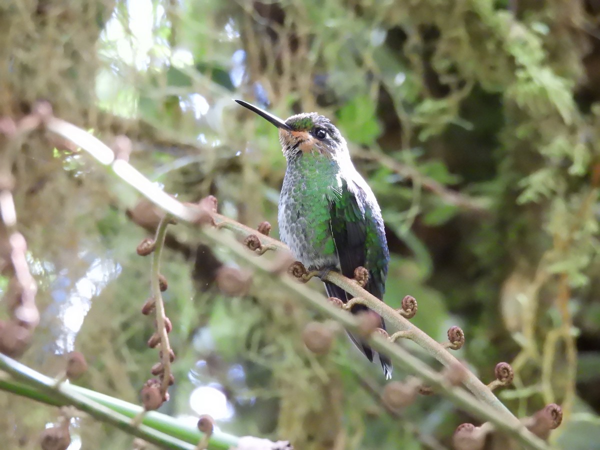 Brillante Coroniverde - ML646420461