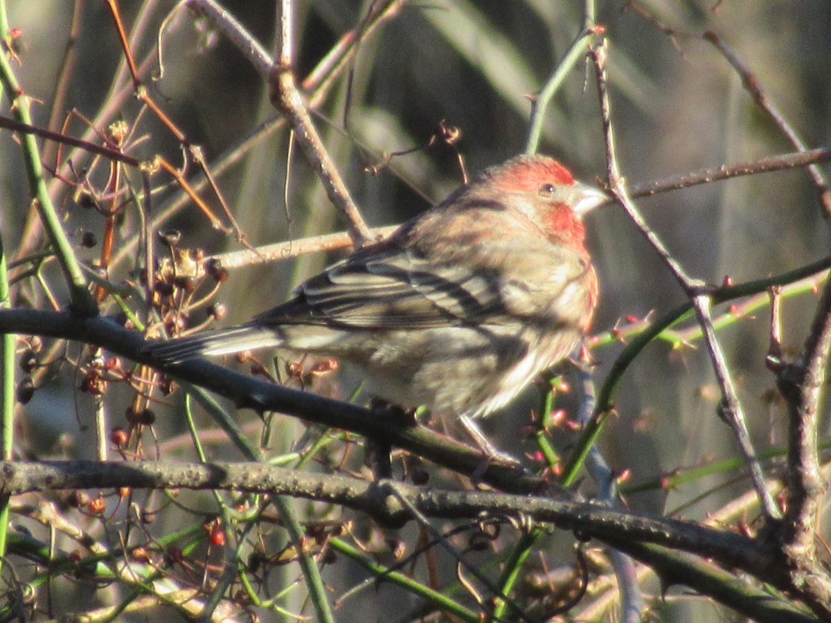 Camachuelo Mexicano - ML646420462