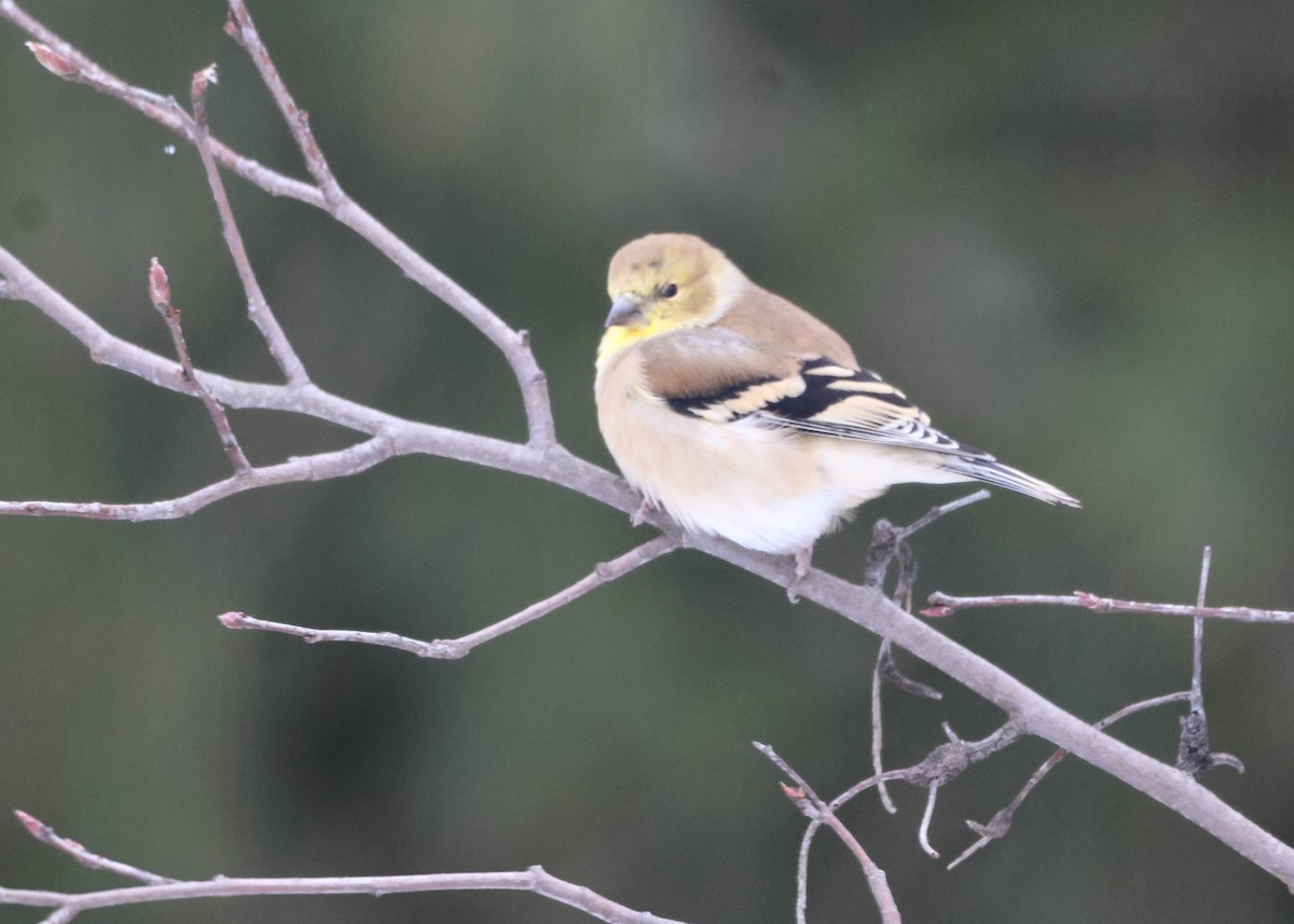 Jilguero Yanqui - ML646420464