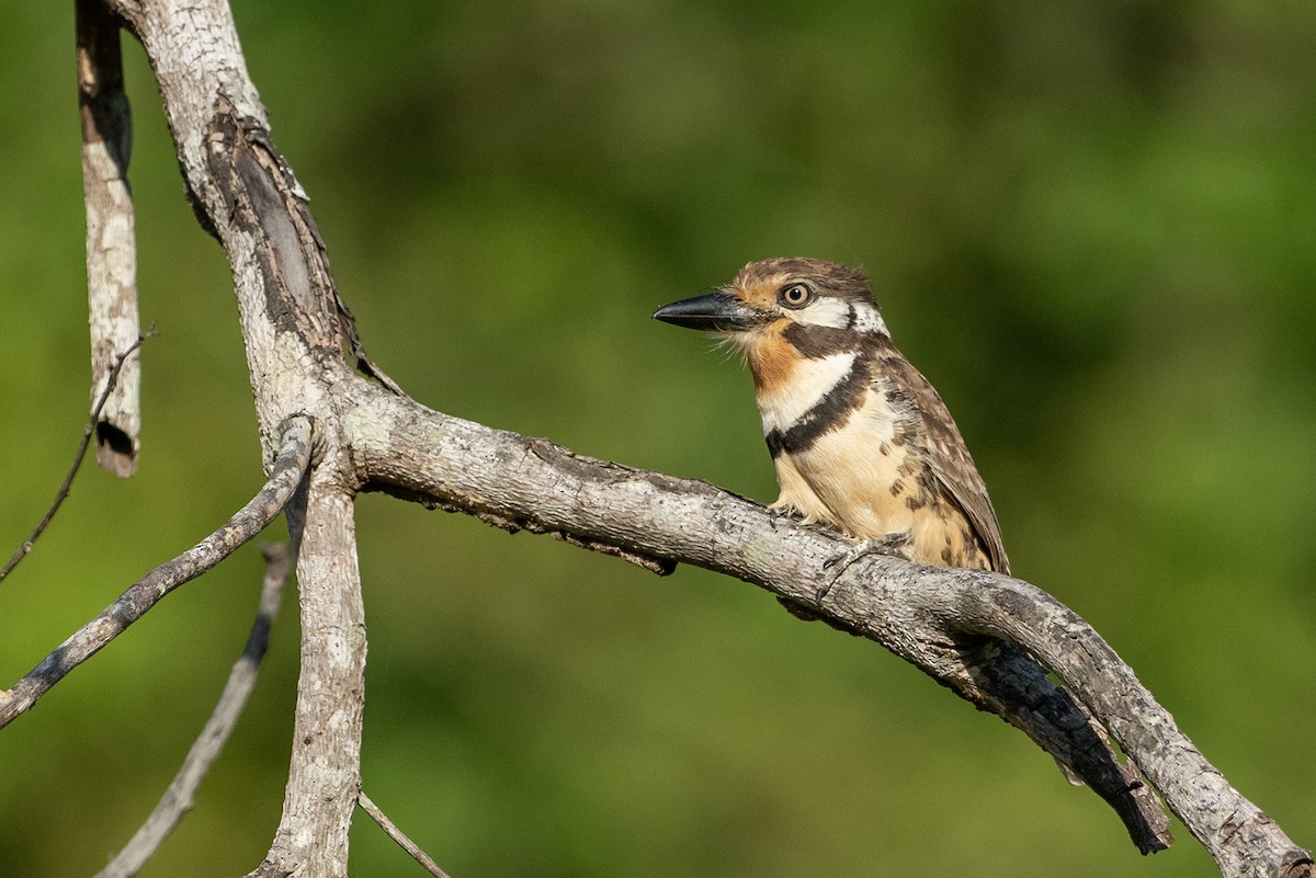 Buco Bobito - ML646420465