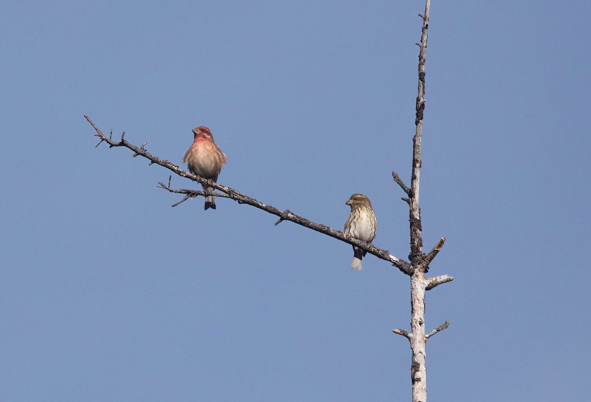 Camachuelo Purpúreo - ML646420466