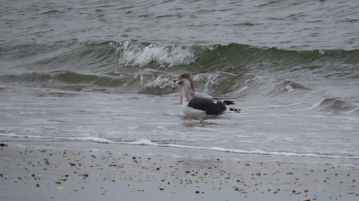 Zafferano - ML646420467