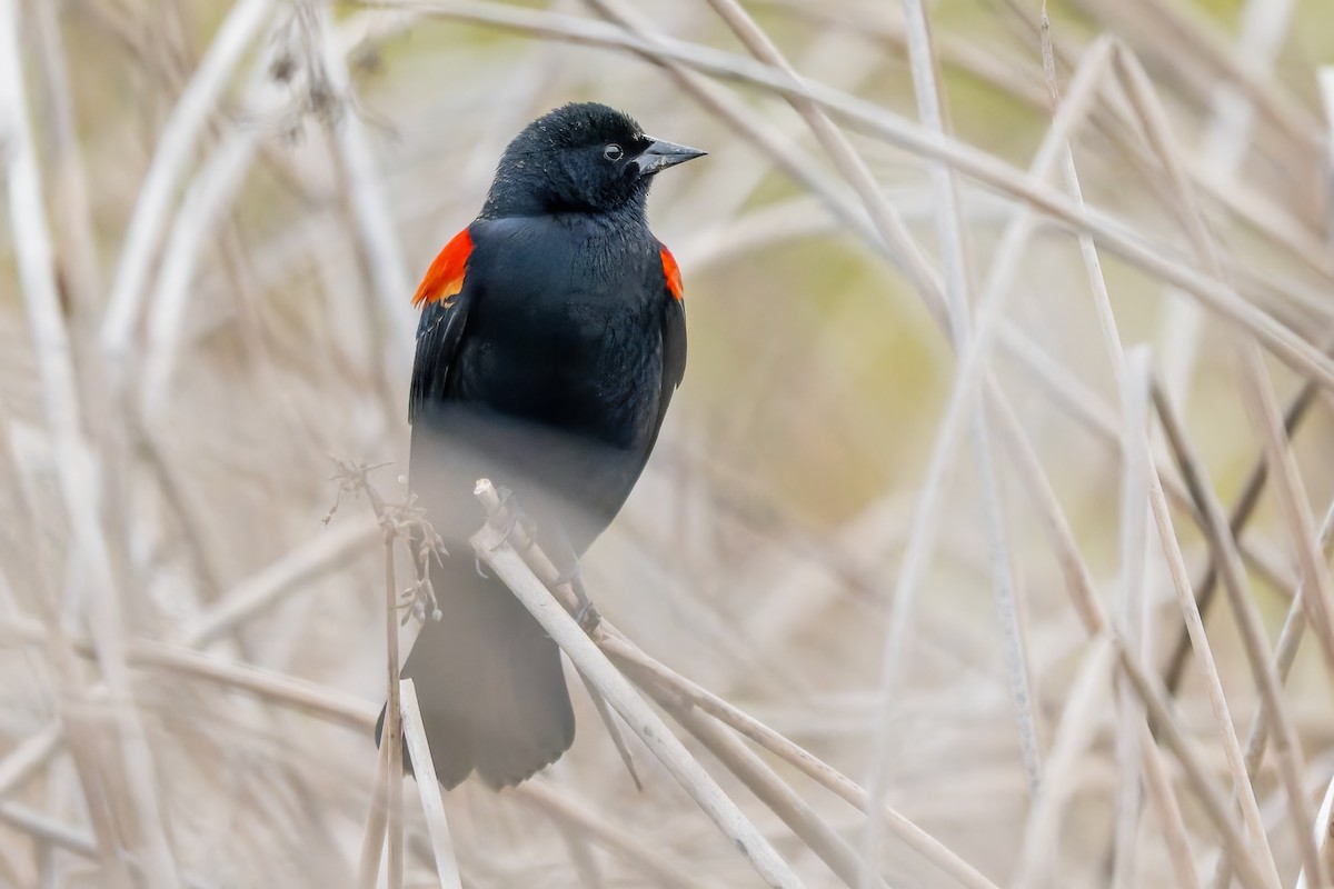 Sargento Alirrojo - ML646420469