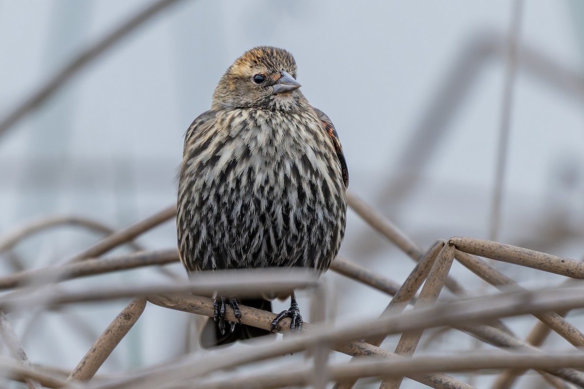 Sargento Alirrojo - ML646420470