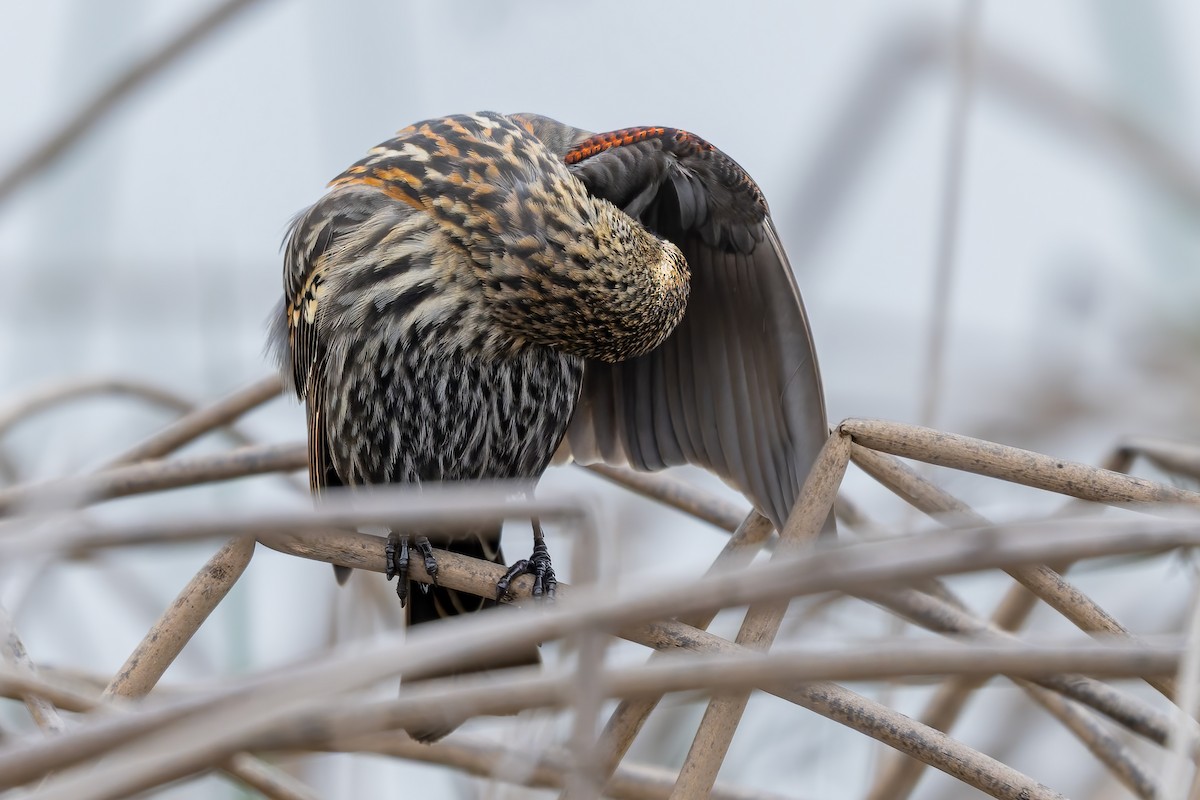 Sargento Alirrojo - ML646420471