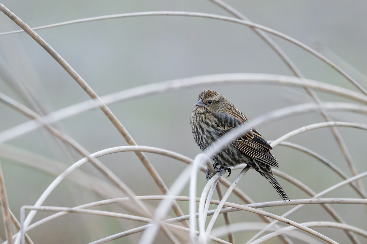 Sargento Alirrojo - ML646420472