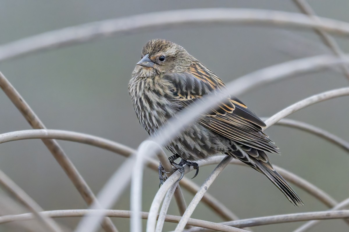 Sargento Alirrojo - ML646420473