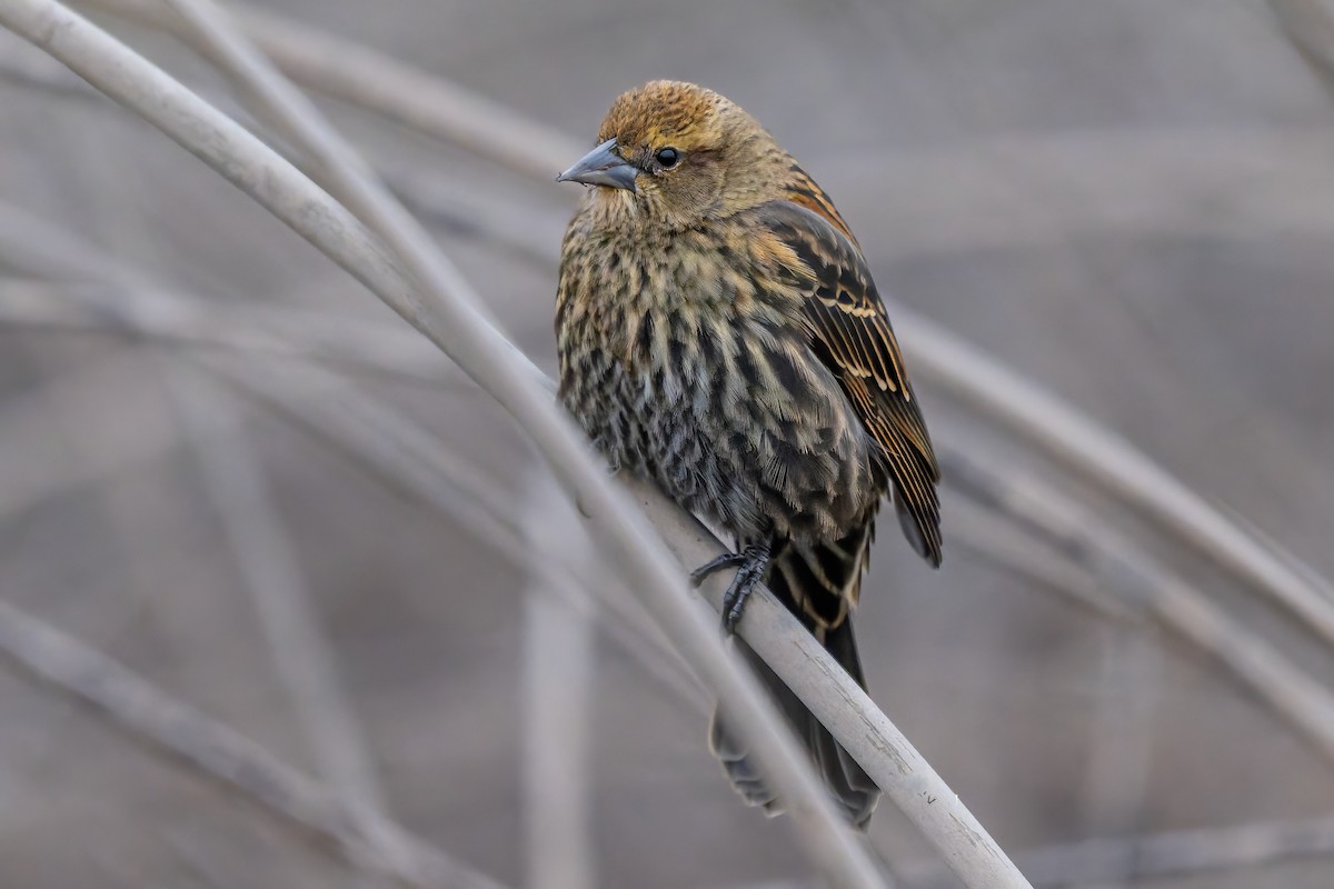 Sargento Alirrojo - ML646420474