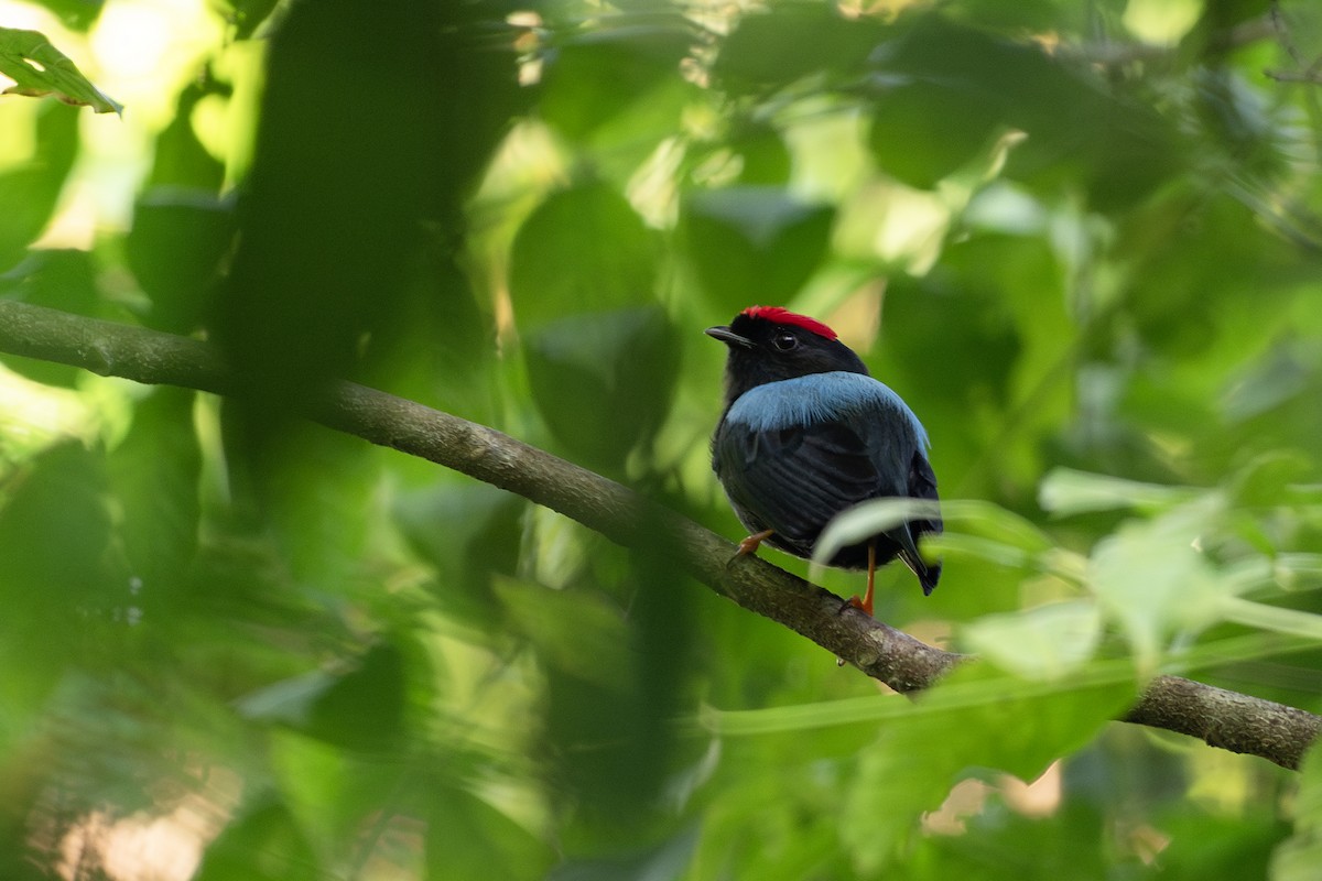 Saltarín Lanceolado - ML646420475