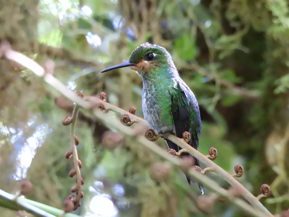 Brillante Coroniverde - ML646420476