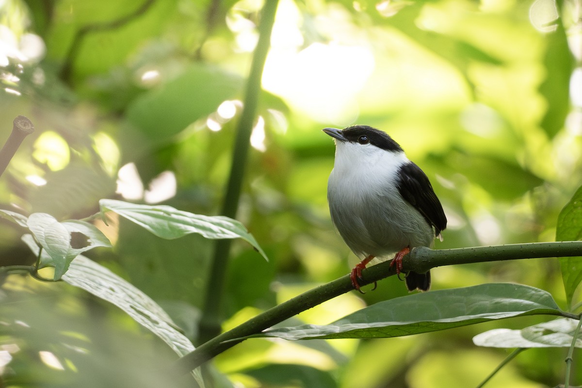 Saltarín Barbiblanco - ML646420477