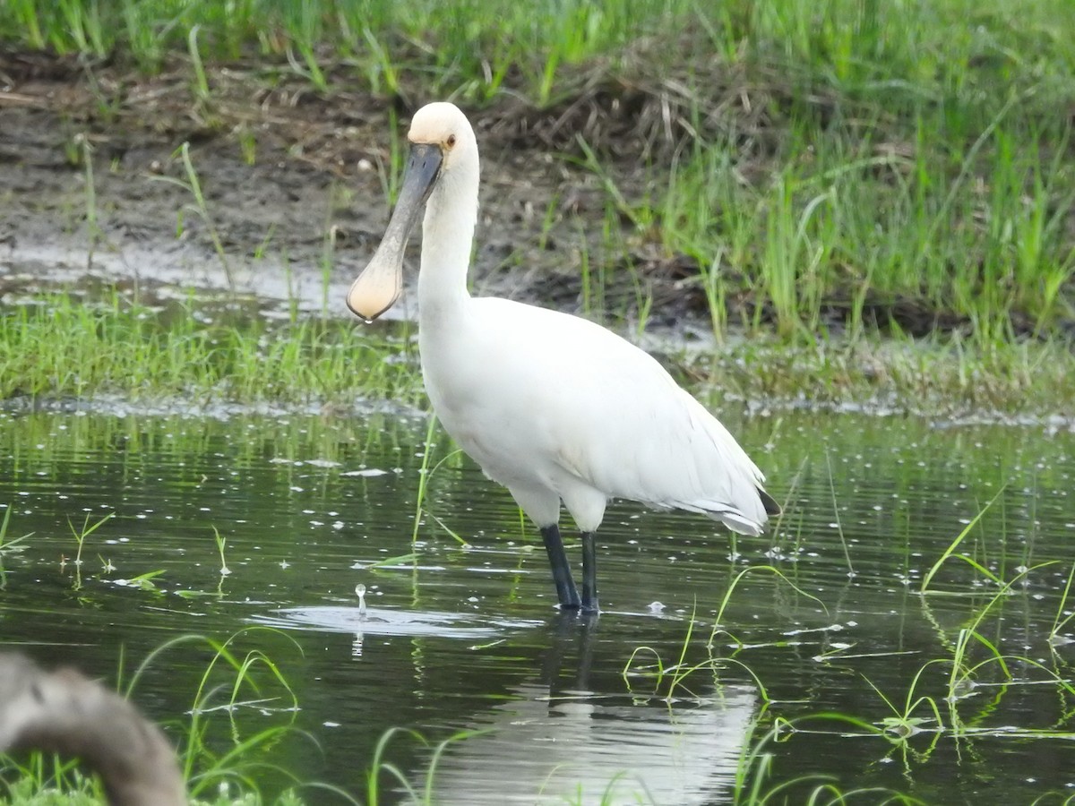 Espátula Común - ML646420479