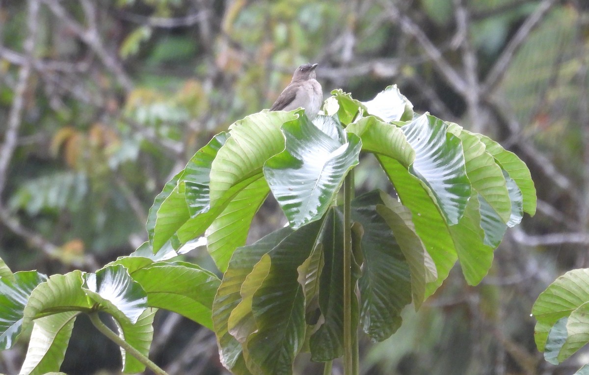 Zorzal Piquinegro - ML646420480