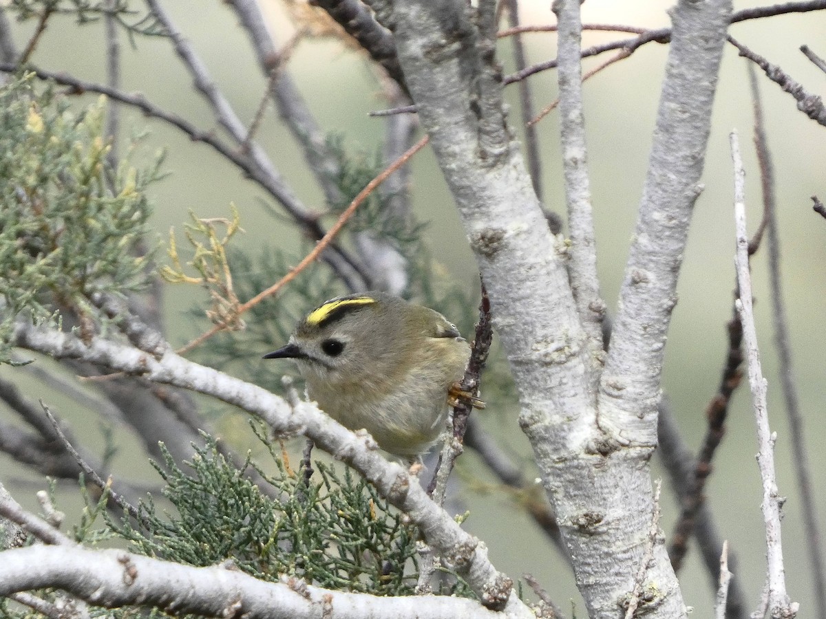 Reyezuelo Sencillo - ML646420482