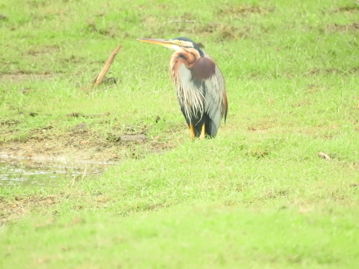 Garza Imperial - ML646420483