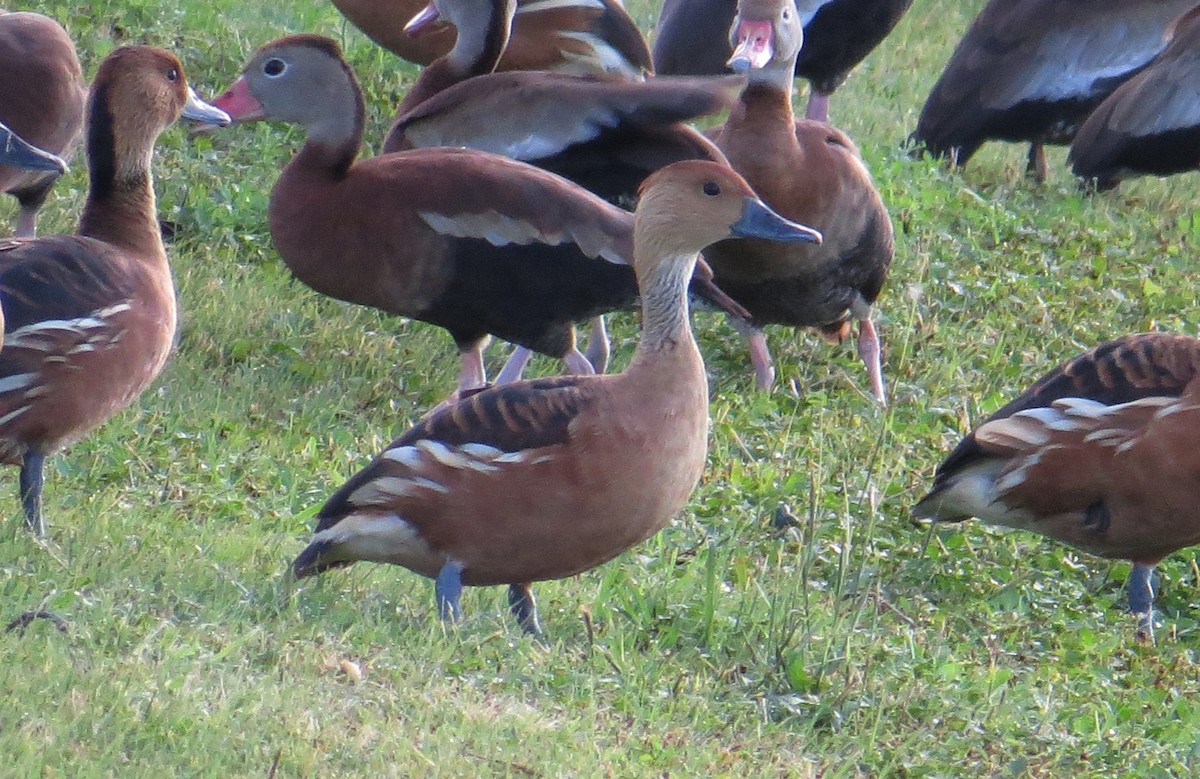 Suirirí Bicolor - ML646420484