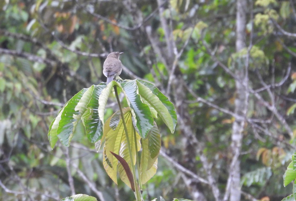 Zorzal Piquinegro - ML646420485