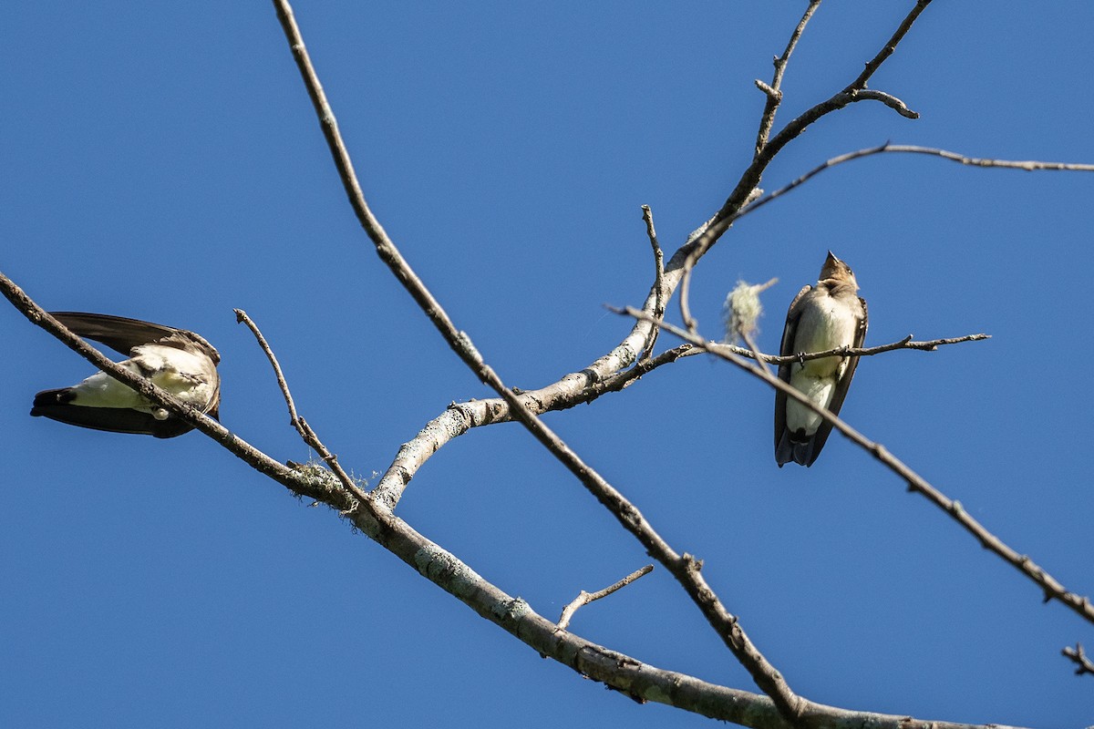 Golondrina Gorjirrufa - ML646420486