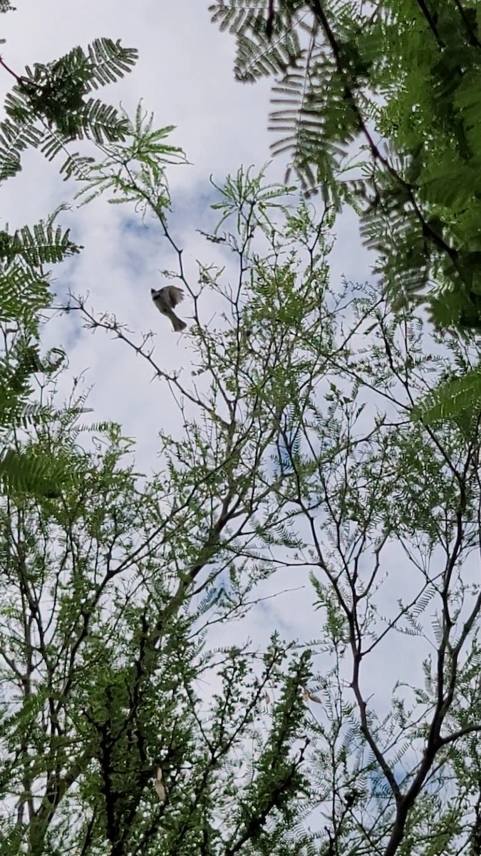 Double-collared Seedeater - ML646420488