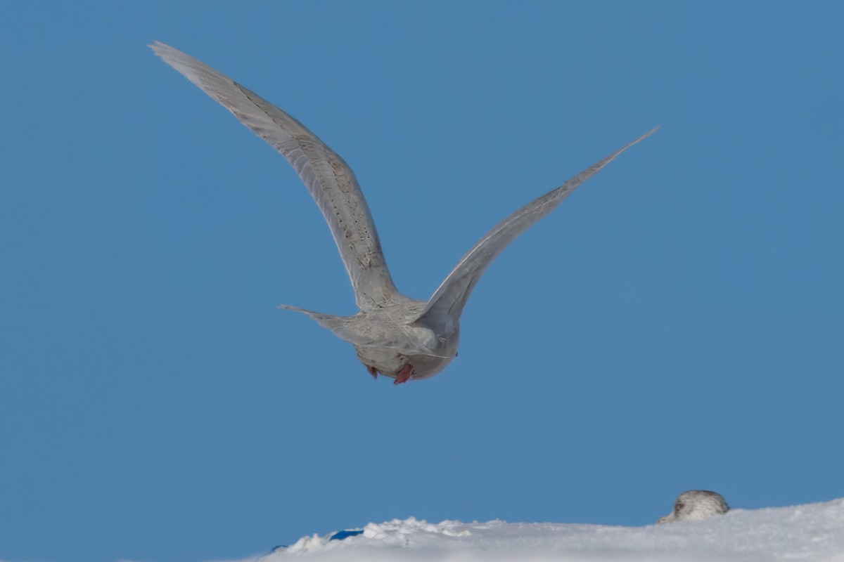 Iceland Gull - ML646420489