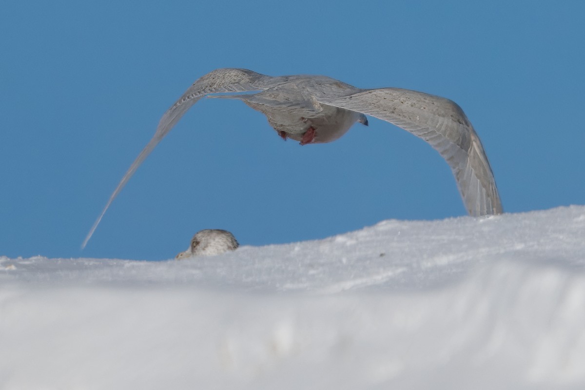 Iceland Gull - ML646420490