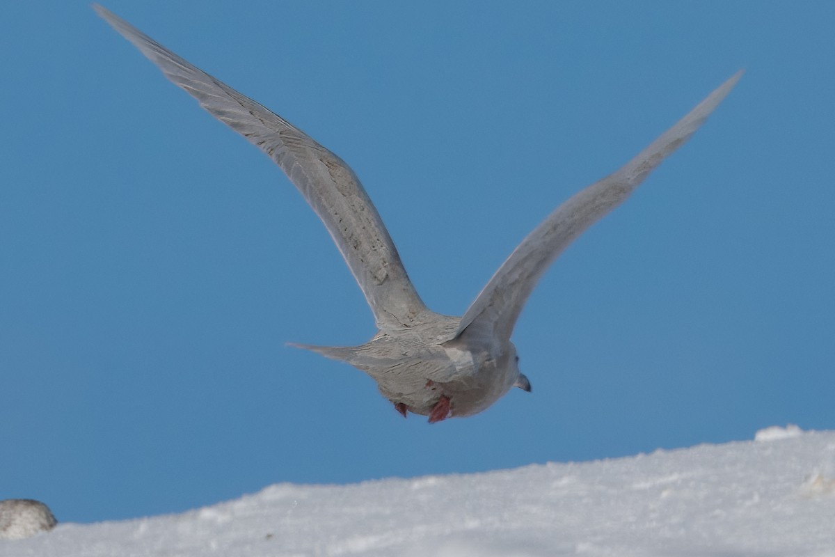 Iceland Gull - ML646420491