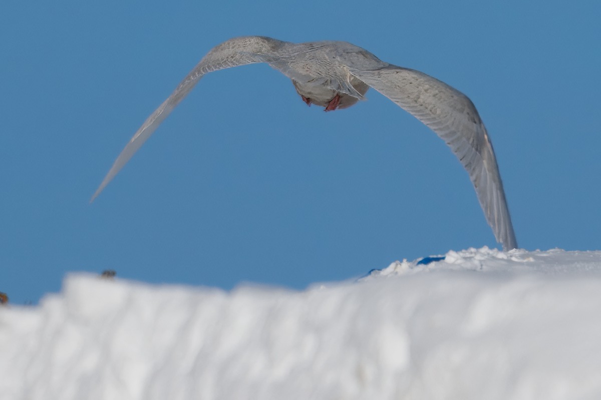 Iceland Gull - ML646420492