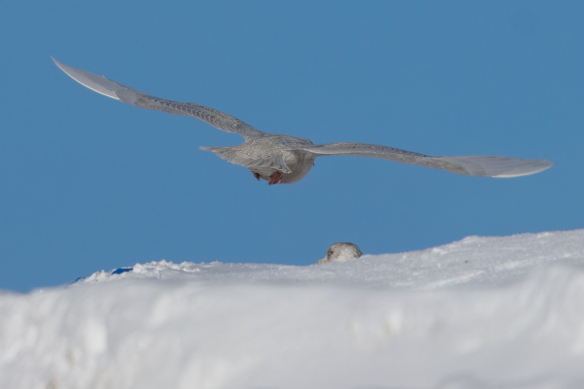 Iceland Gull - ML646420493