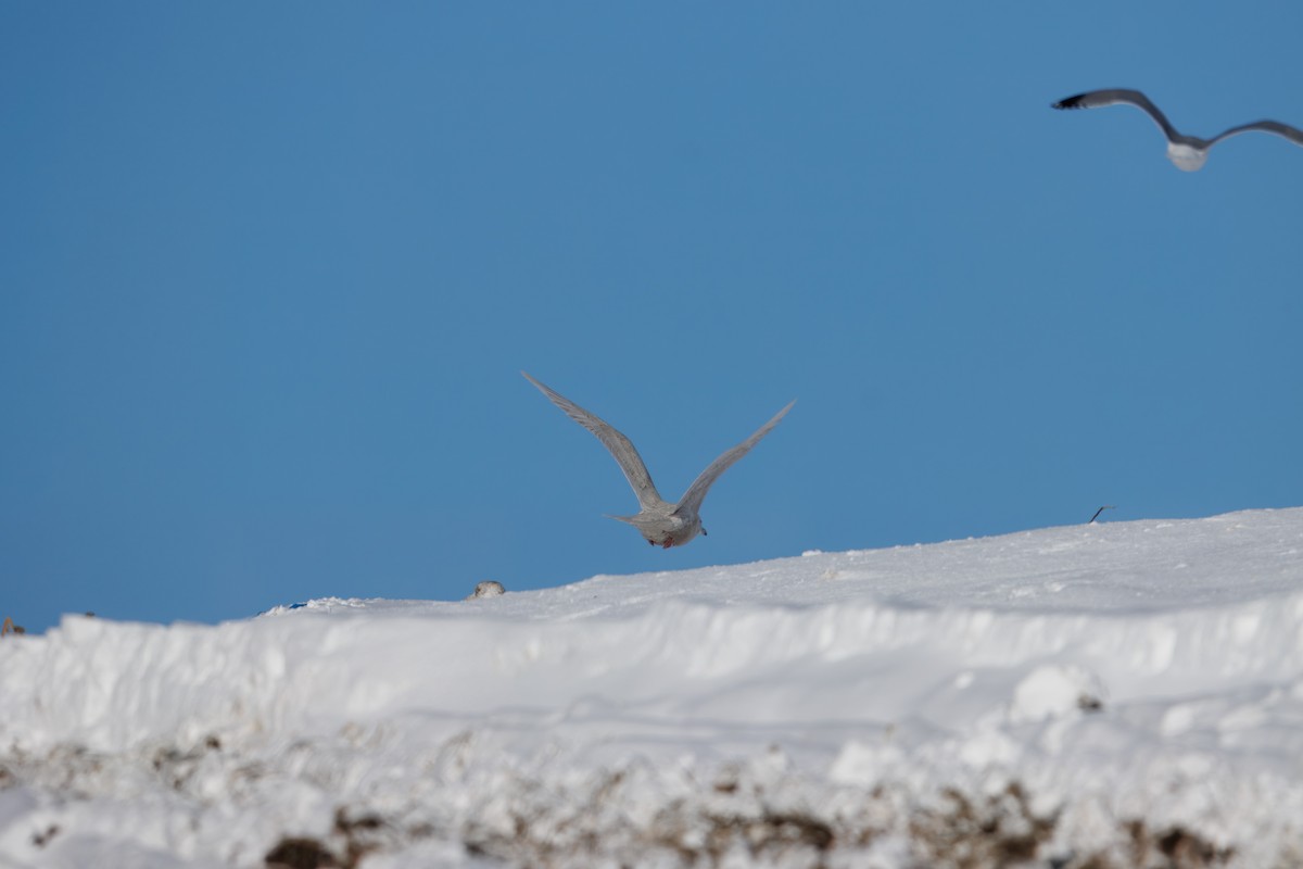 Iceland Gull - ML646420494