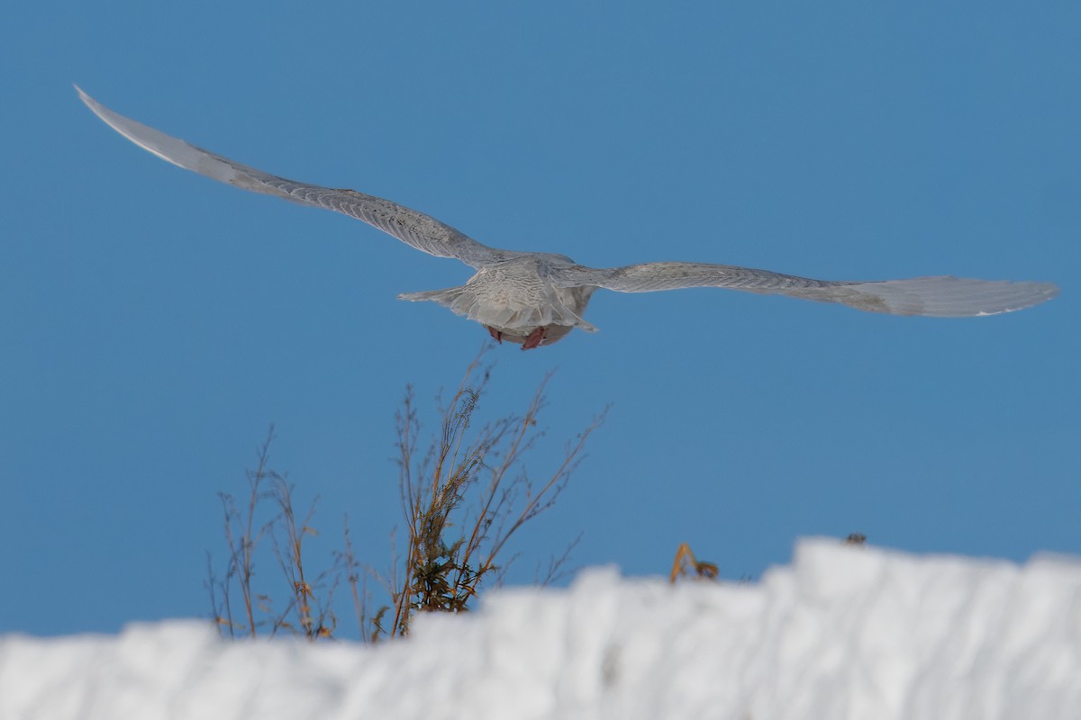 Iceland Gull - ML646420497
