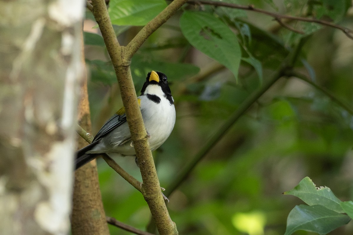 Tohi de Schlegel - ML646420501