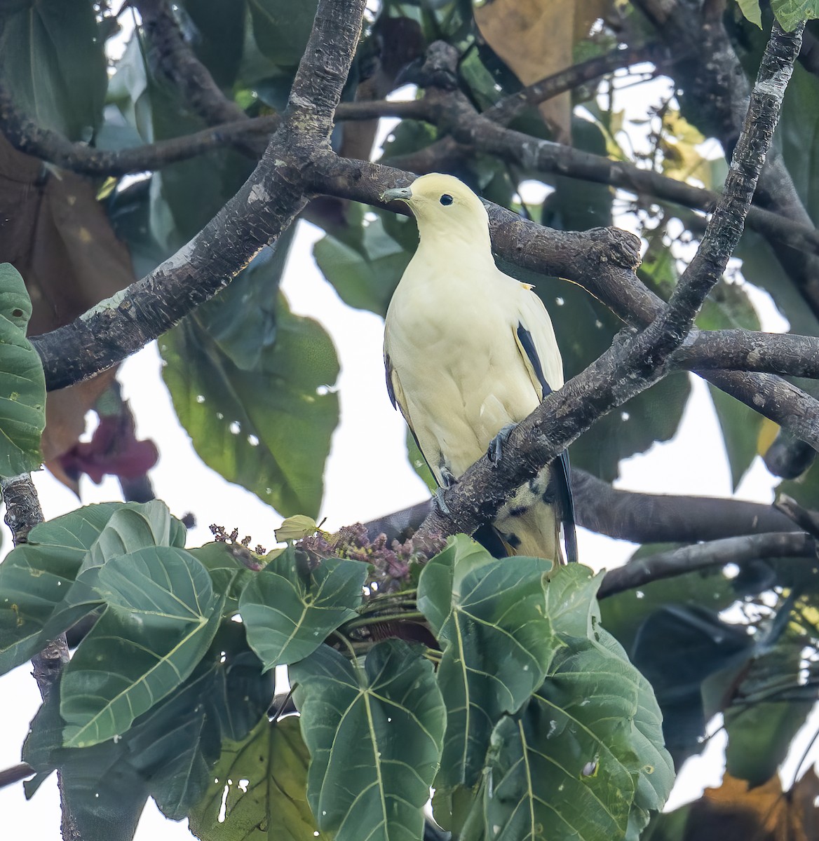 Pied Imperial-Pigeon - ML646420503