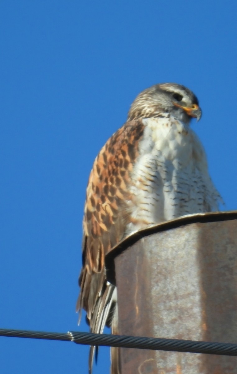 Ferruginous Hawk - ML646420507
