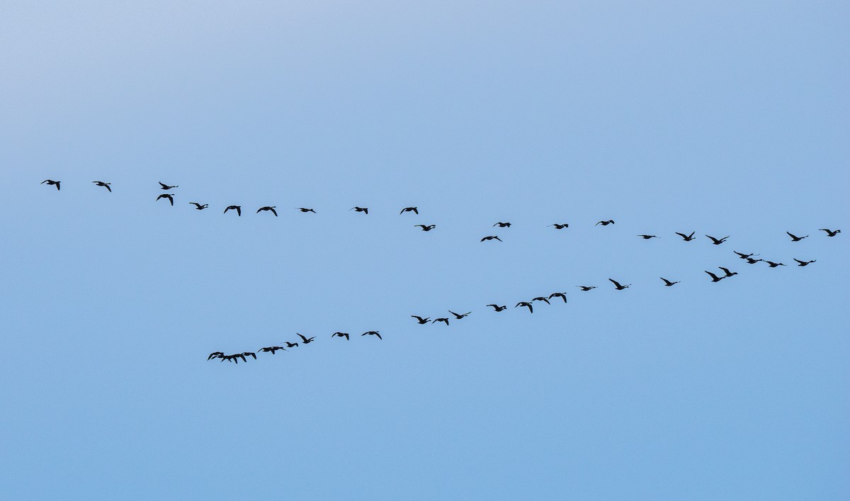 Canada Goose - ML646420508