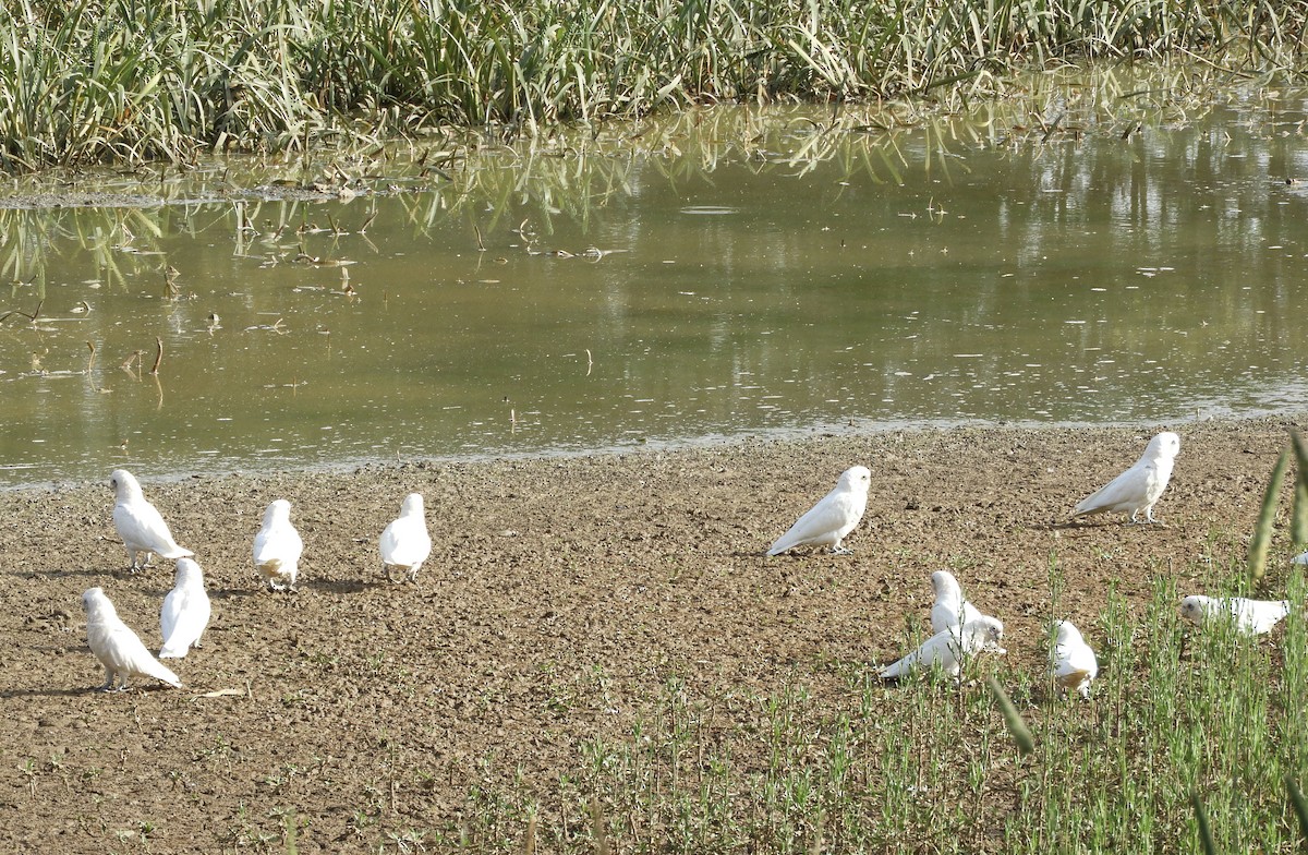 kakadu naholící - ML646420510