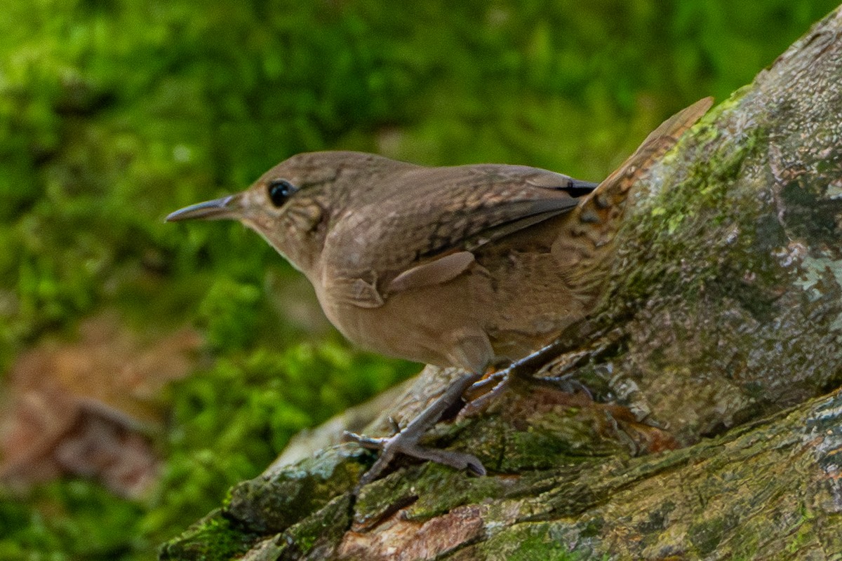Southern House Wren - ML646420511