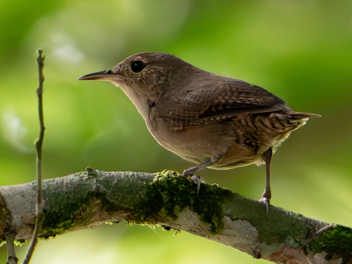Southern House Wren - ML646420512