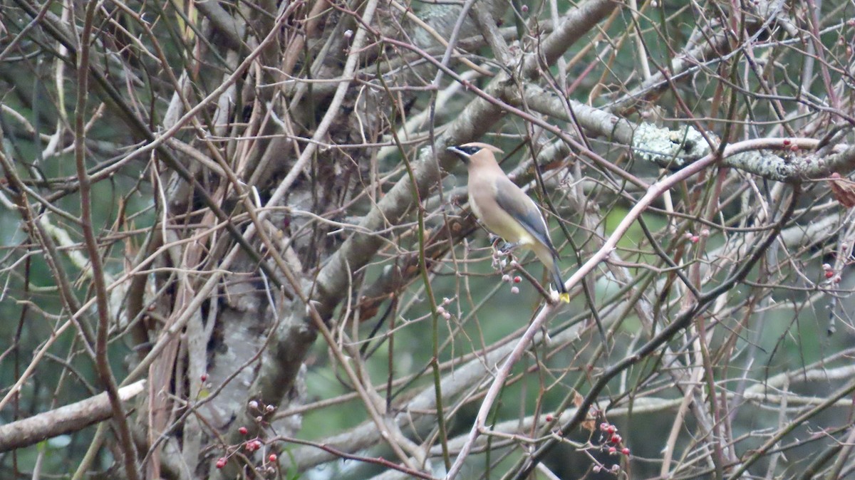 Cedar Waxwing - ML646420513